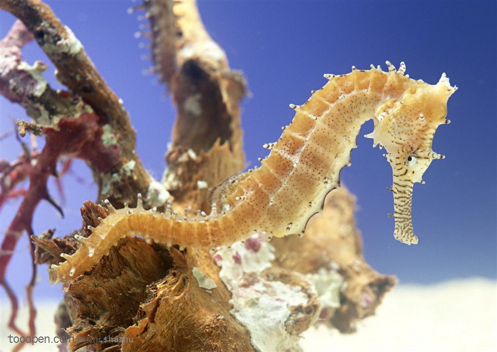 海洋生物特寫 高清海馬圖片