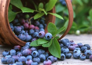 蓝莓收获 蓝莓高清图片