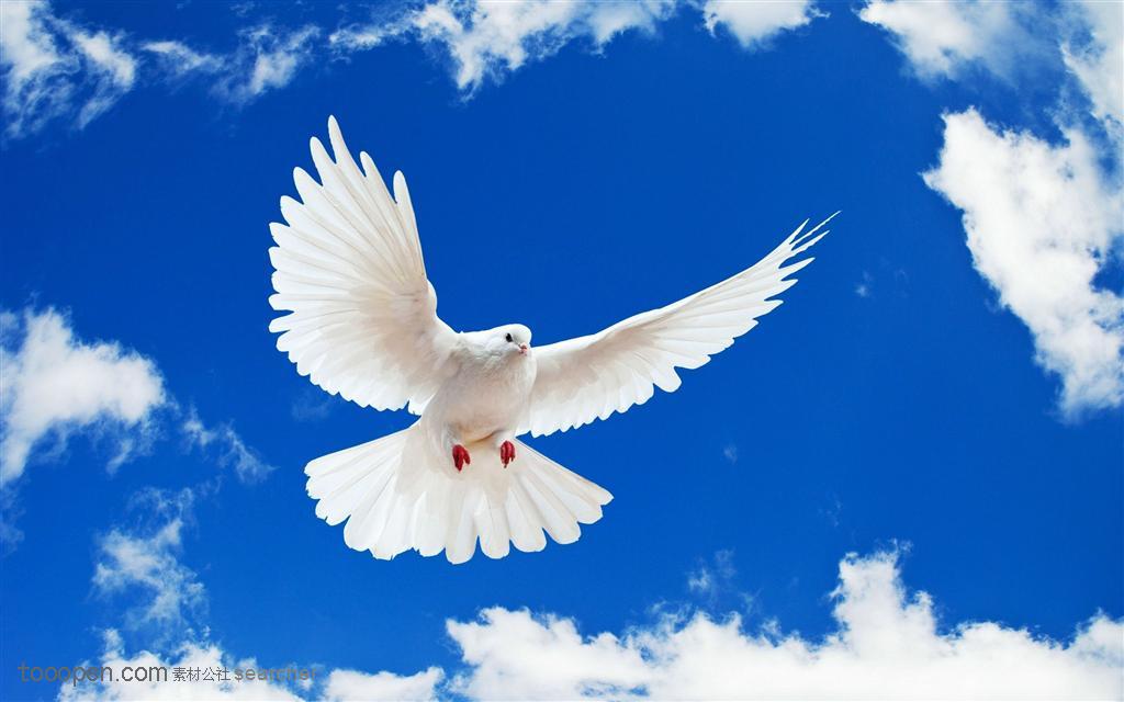 蓝天中一只高清正面飞翔的白鸽