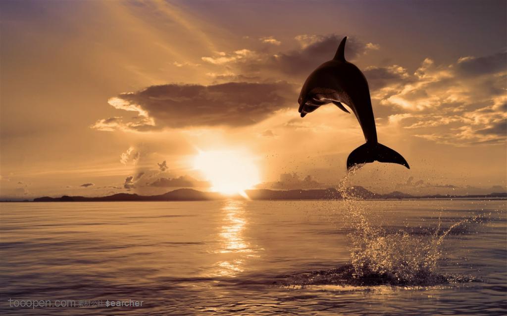 夕阳下的海面上跳跃的海豚