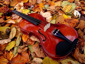 乐器小提琴-放在落叶上的小提琴