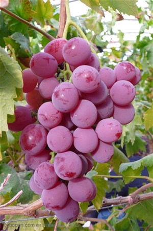 高清 树上 紫色成熟葡萄 水果