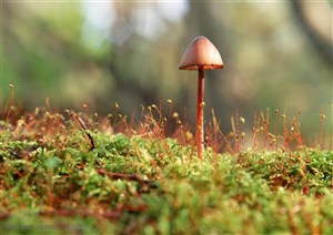一颗草地里半开的野生蘑菇
