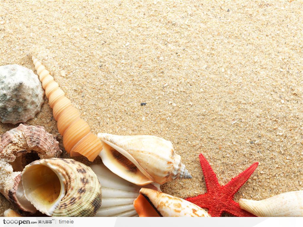 高清海洋沙滩贝壳