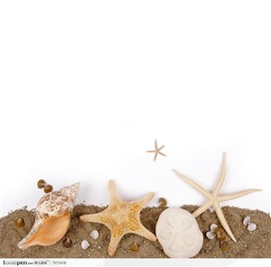高清海洋沙滩贝壳--海星 海螺