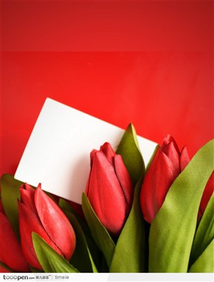 高清情人节大红色的郁金香与白色卡片写实图片