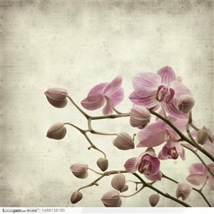 水墨背景底纹上的花卉兰花