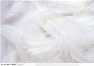 新婚物语-毛茸茸的羽毛