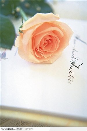 情人节花物语-书本上的玫瑰