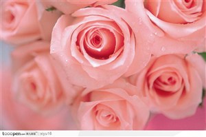 情人节花物语-粉色的玫瑰花朵特写