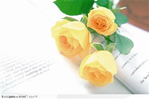 情人节花物语-书本上的黄色玫瑰