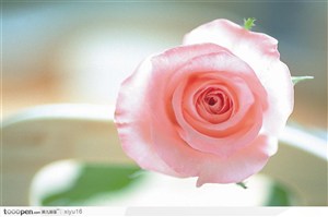 情人节花物语-温馨的粉色玫瑰