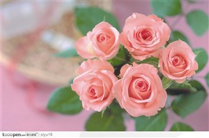 情人节花物语-一束漂亮的粉色玫瑰