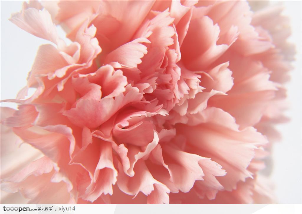 花物语-粉色的康澜馨特写