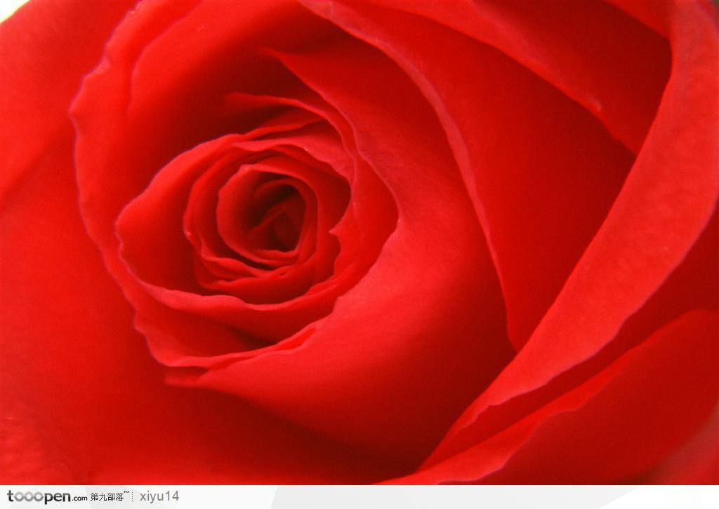 玫瑰花物语-红色的玫瑰花朵