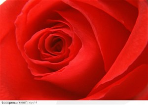 玫瑰花物语-红色的玫瑰花朵
