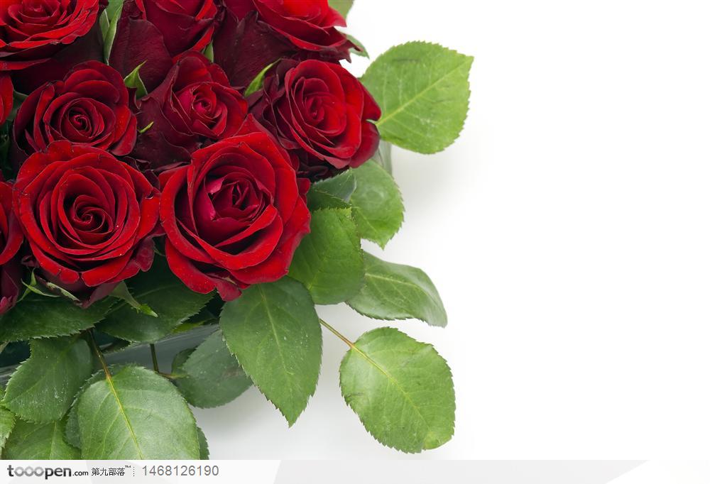 高清精品情人节鲜红的玫瑰花系列