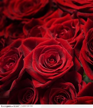 高清情人节元素盛开鲜红的玫瑰花系列