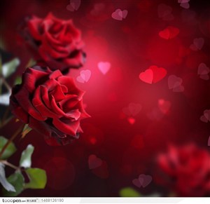 情人节元素鲜红的玫瑰花系列浪漫心形底纹