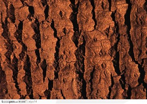 木纹板材机理效果-古老的树皮机理