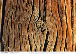 木纹板材机理效果-美丽的树皮纹理