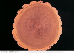 木纹板材机理效果-漂亮的树年轮