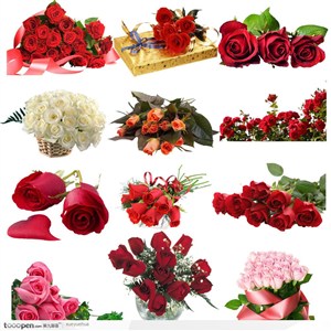 鲜红的情人节元素玫瑰花素材