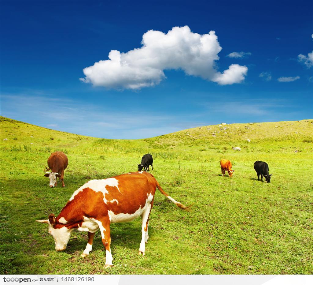 蓝天白云下美丽草原上好几头吃草的奶牛