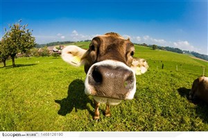 美丽草原上的奶牛牛头特写