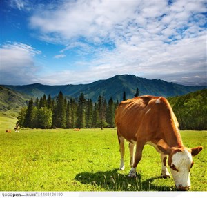 蓝天白云下美丽草原上吃草的奶牛