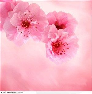 高清精品花卉姹紫嫣红的桃花