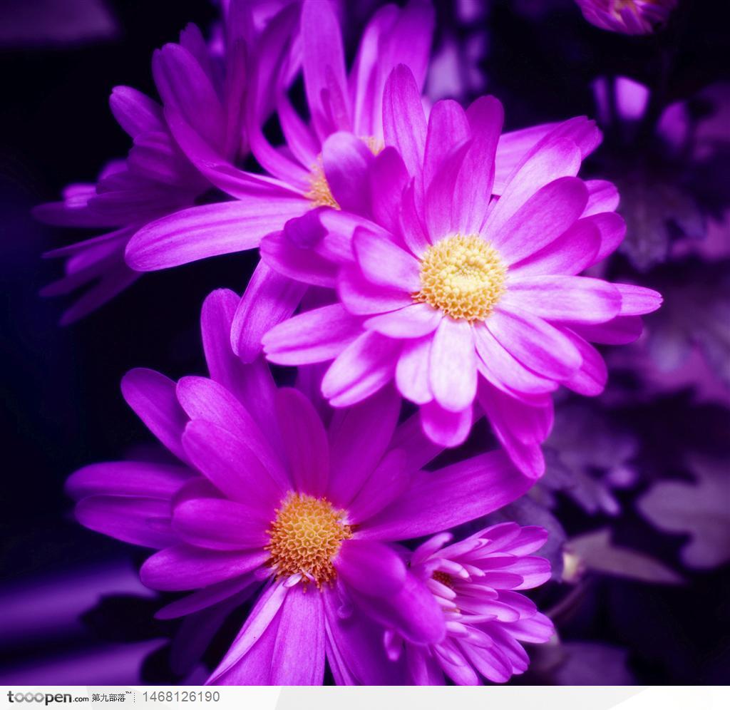 姹紫嫣红的鲜花-紫红色的小菊花