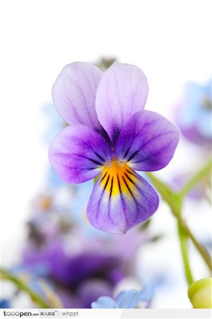 姹紫嫣红的蝴蝶花、蝴蝶兰
