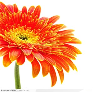 精美的鲜花-高清精品橘色的太阳菊