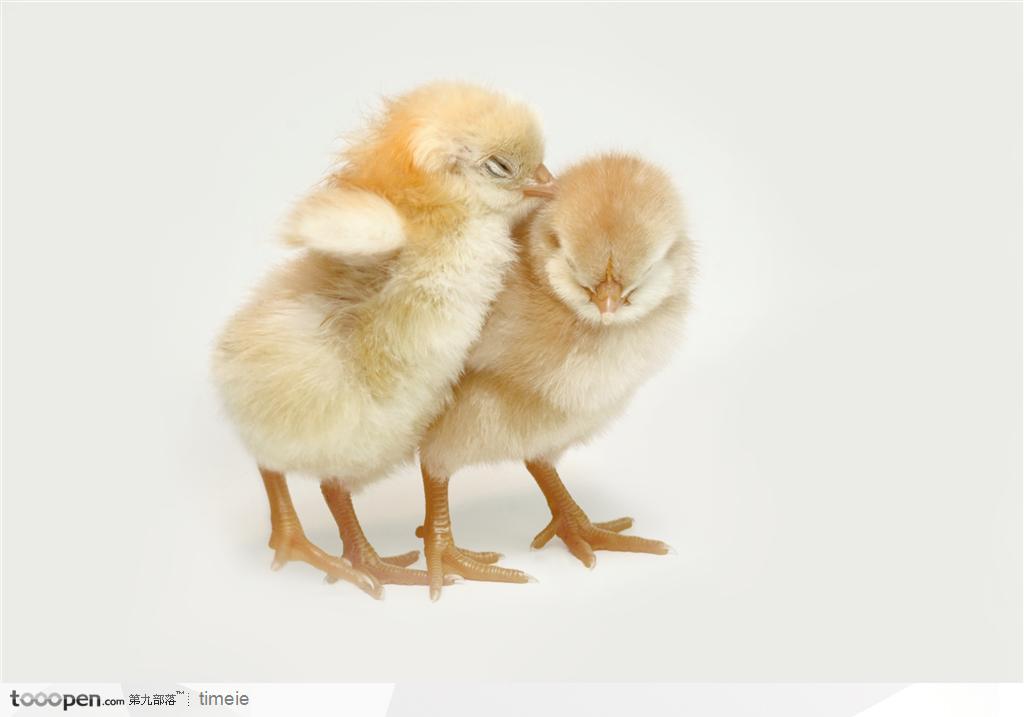 春天可爱的两只小鸡崽相互取暖