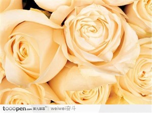 玫瑰花丛高清图片背景底纹综合素材高清图片