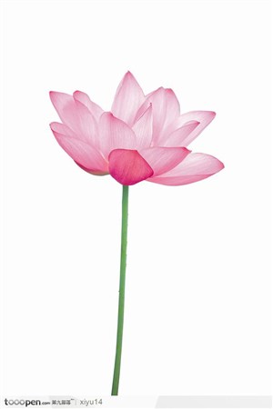 飘逸的莲花荷花--一朵盛开的粉色的荷花侧面