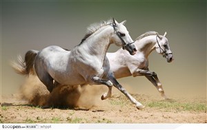 两匹在沙地上奔腾的白骏马