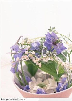 插花物语-一盆紫色的蝴蝶兰