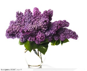 插花物语-玻璃杯中的紫色花束