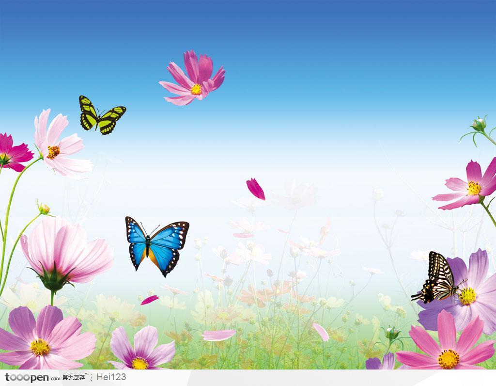 春天里的分层花卉－－野菊花 虞美人和蝴蝶