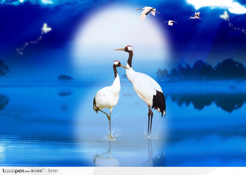 月光湖面上的两只仙鹤 白鹤