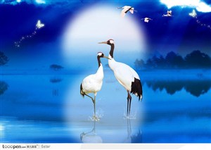 月光湖面上的两只仙鹤 白鹤