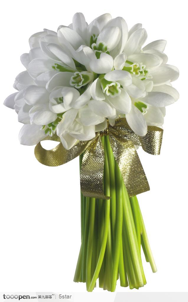 金丝带捆扎的一束白色兰花