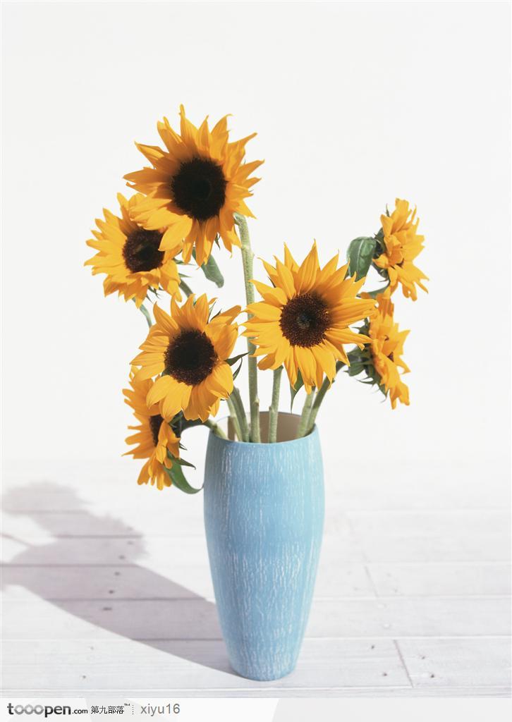 插花物语-蓝色花瓶中的太阳花
