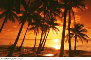 海滩休闲生活-夕阳下漂亮的椰树林