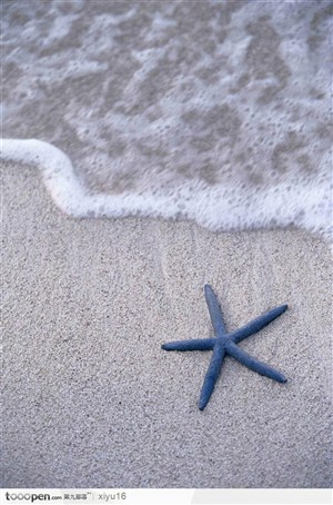 海滩休闲生活-海滩上的海星