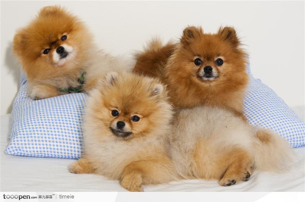 趴在枕头上的三只可爱金黄色小狗