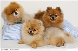 趴在枕头上的三只可爱金黄色小狗
