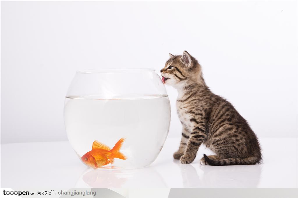 看着浴缸里的金鱼馋得舔鱼缸的小猫